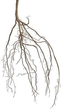 Illustration of a bare root tree.